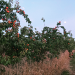 Avonleigh Orchards